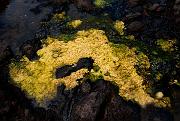Yellow Stuff 4560